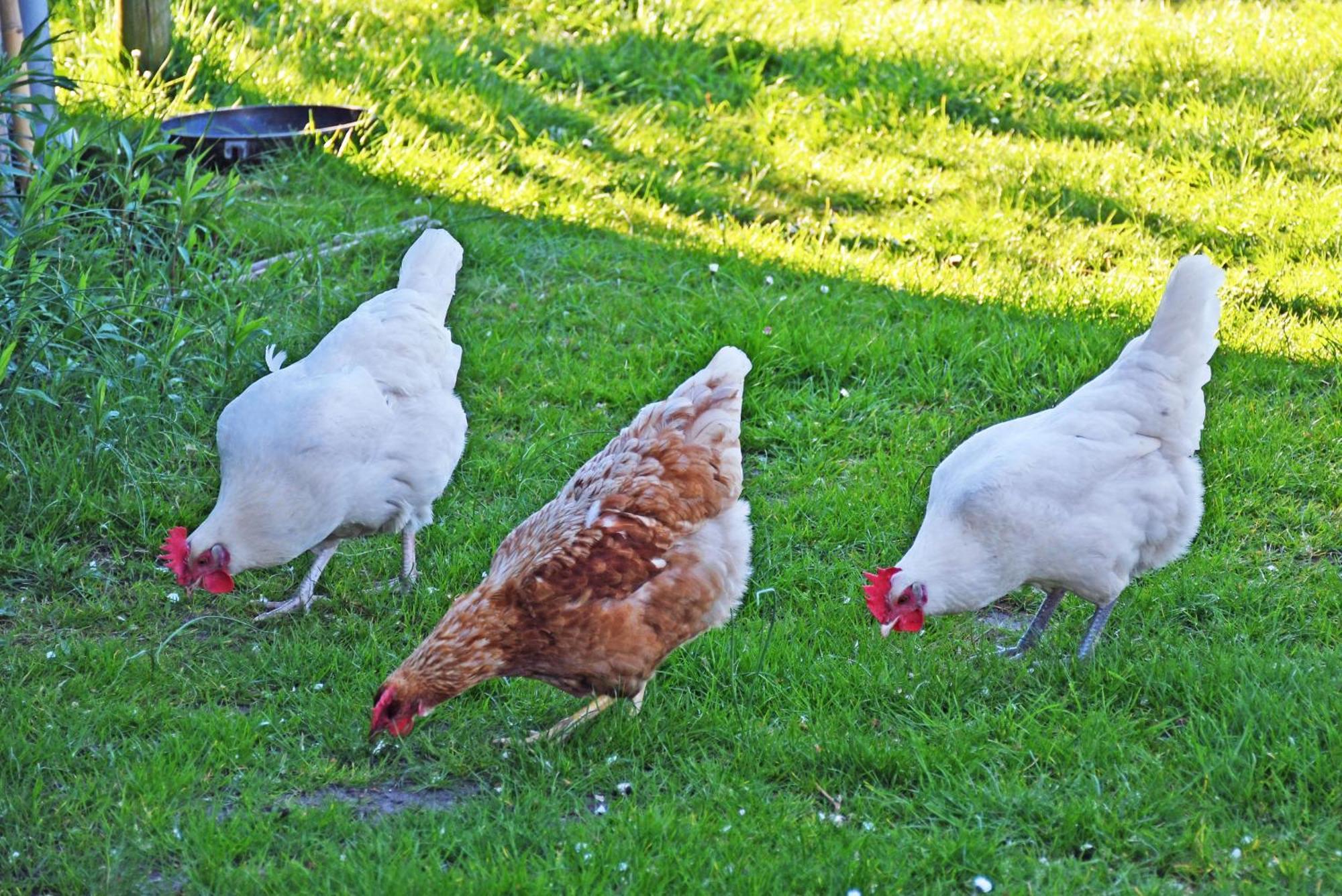 Ferienwohnungen In Baabe Beim Fischer Exterior photo